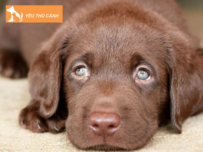 diem-bao-giac-mo-thay-cho-nau-thucanh