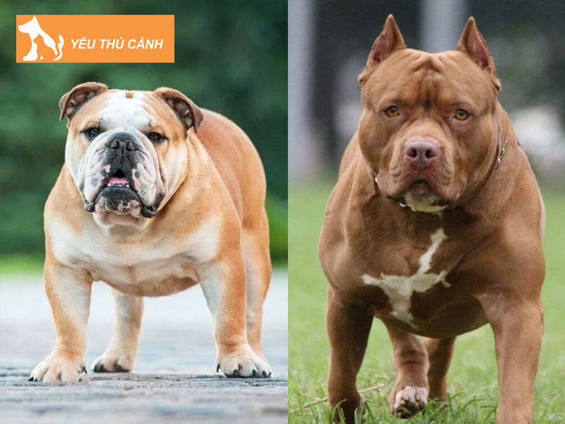 diem-chung-cua-bulldog-va-pitbull-thucanh