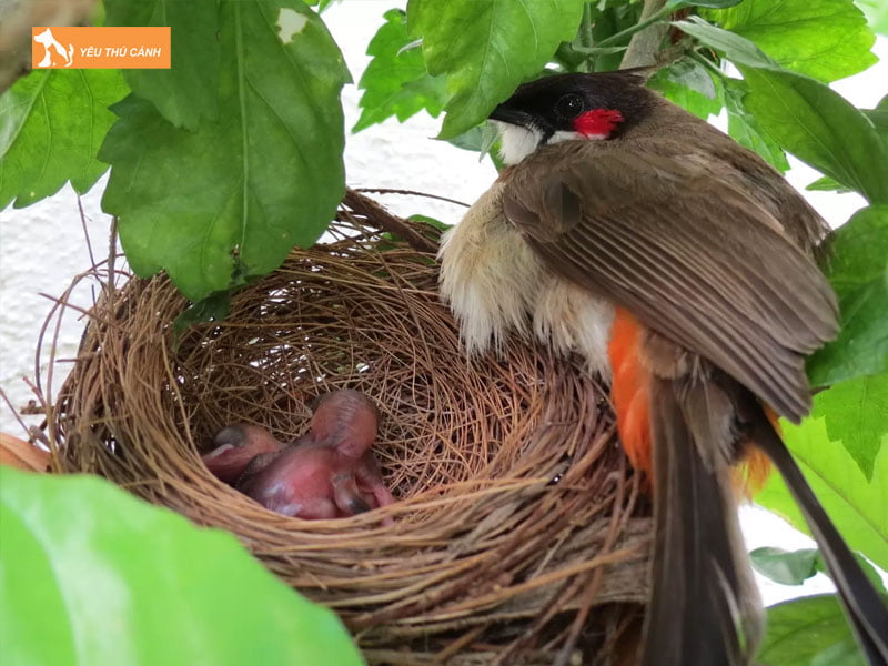 dinh-duong-cho-chao-mao-khi-vao-mua-sinh-san-thucanh