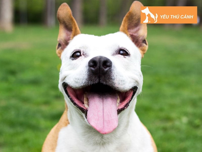 dogily-petshop-thucanh