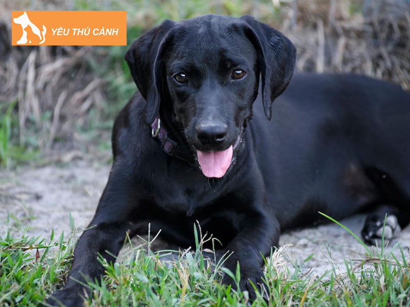 doi-net-ve-cho-den-thucanh