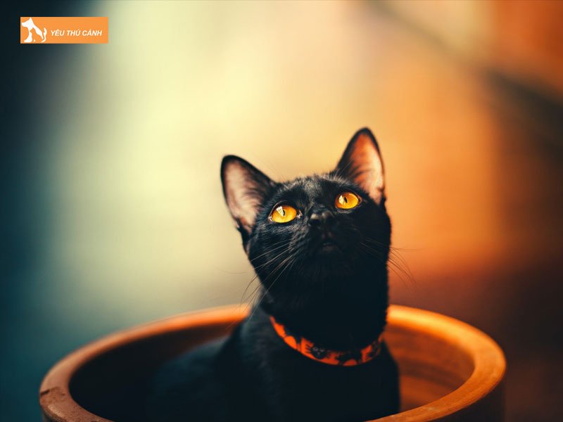 gap-meo-den-tren-duong-nen-danh-so-gi-thucanh