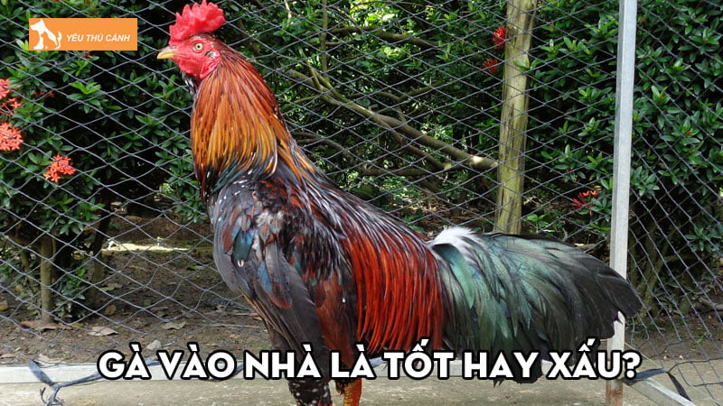Giải mã điềm báo gà vào nhà là tốt hay xấu? Đánh đề con gì?