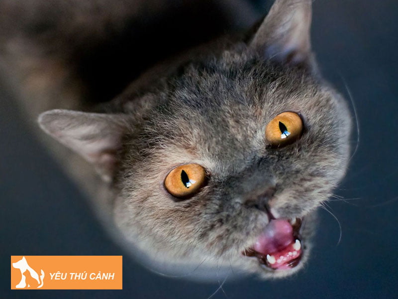 giai-ma-viec-nua-dem-nghe-tieng-meo-keu-thucanh