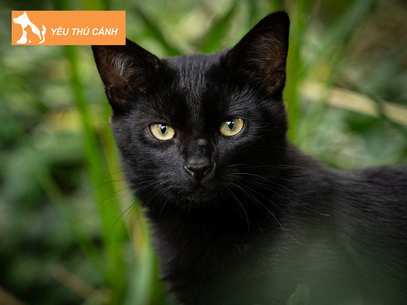 giai-ma-y-nghia-giac-mo-thay-meo-den-1-thucanh