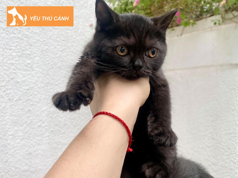 giai-ma-y-nghia-giac-mo-thay-meo-den-2-thucanh