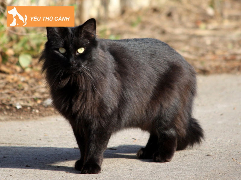 giai-ma-y-nghia-giac-mo-thay-meo-den-3-thucanh