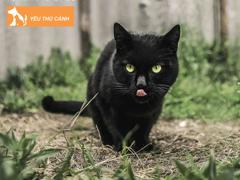 giai-ma-y-nghia-giac-mo-thay-meo-den-4-thucanh