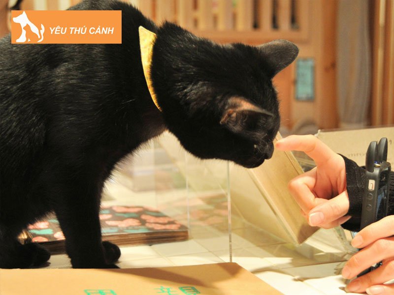 giai-ma-y-nghia-giac-mo-thay-meo-den-5-thucanh