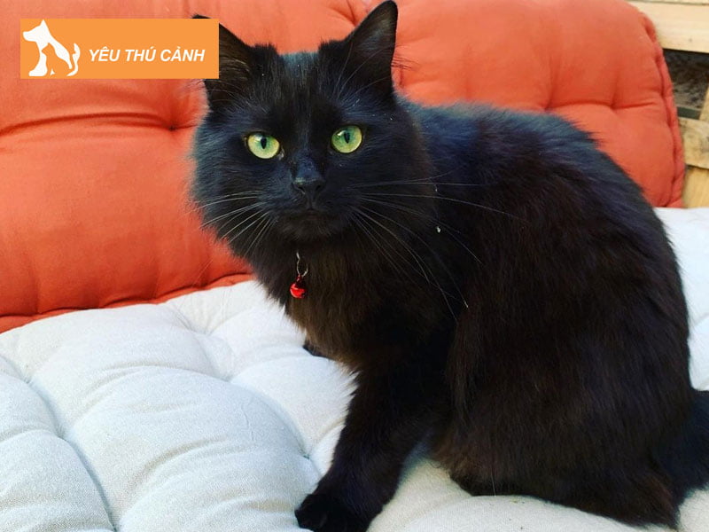 giai-ma-y-nghia-giac-mo-thay-meo-den-thucanh