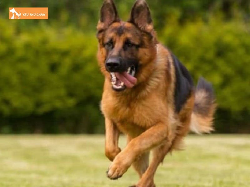 Giong-cho-becgie-thucanh