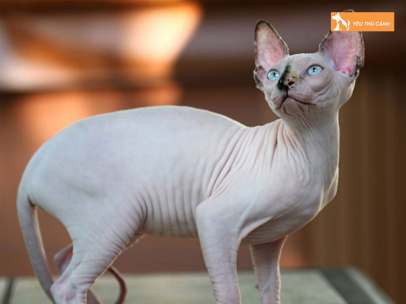 goi-y-ve-dia-chi-ban-meo-canh-uy-tin-thucanh