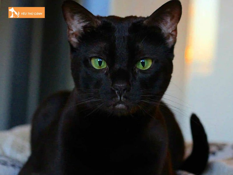 hinh-anh-cua-meo-den-theo-quan-niem-tam-linh-thucanh