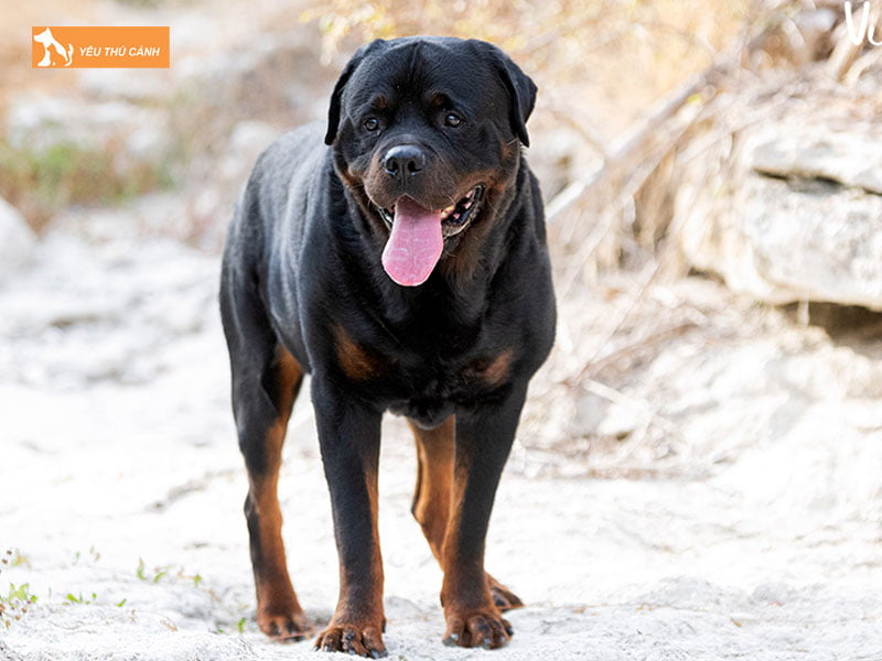 Hinh-dang-khi-truong-thanh-thucanh