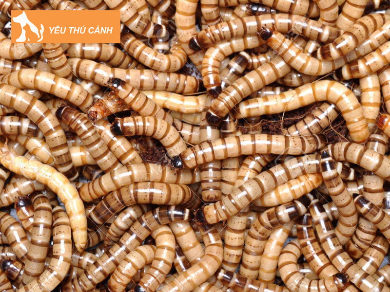 huong-dan-cach-nuoi-sau-quy-1-thucanh