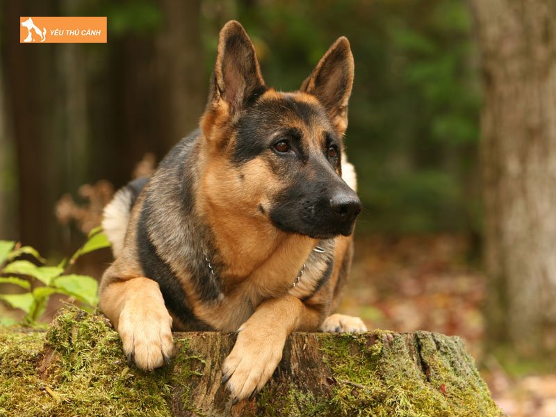 Kha-nang-huan-luyen-thucanh