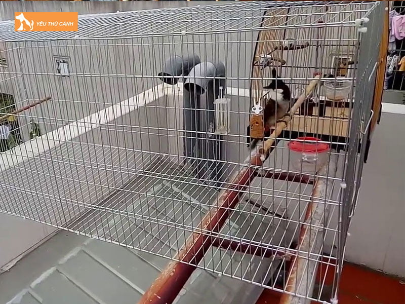 khi-nao-nen-tap-luc-cho-chim-chao-mao-thucanh