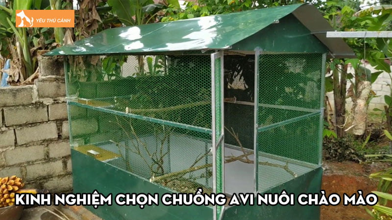 Kinh nghiệm chọn chuồng Avi nuôi chào mào đẹp, phù hợp