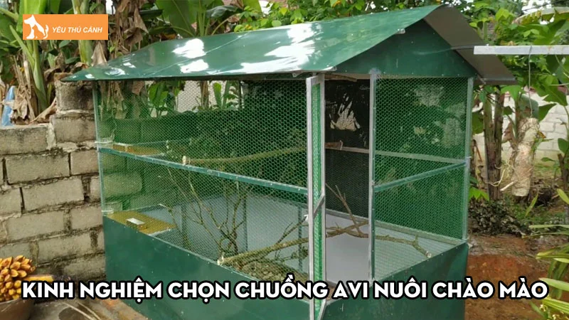 Kinh nghiệm chọn chuồng Avi nuôi chào mào đẹp, phù hợp