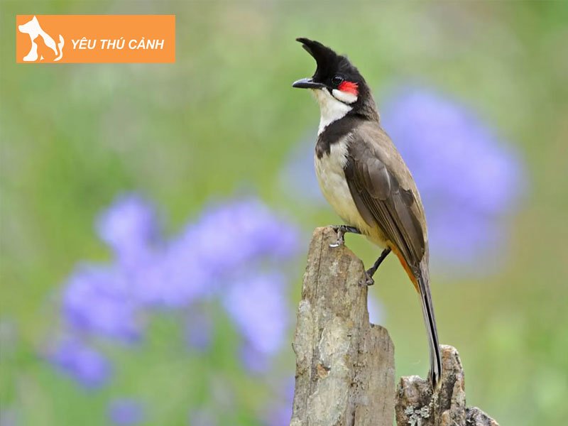 kinh-nghiem-chon-mua-chao-mao-moi-tot-1-thucanh