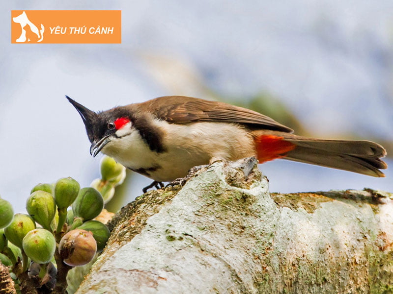 kinh-nghiem-chon-mua-chao-mao-moi-tot-thucanh