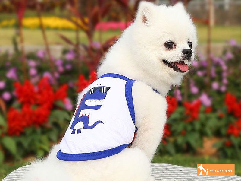 kinh-nghiem-may-ao-cho-cho-don-gian-nhanh-gon-1-thucanh