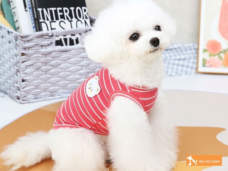 kinh-nghiem-may-ao-cho-cho-don-gian-nhanh-gon-2-thucanh