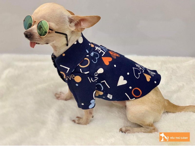 kinh-nghiem-may-ao-cho-cho-don-gian-nhanh-gon-thucanh