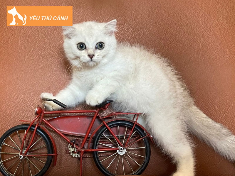 lam-sao-nhan-biet-meo-anh-long-ngan-lai-2-thucanh