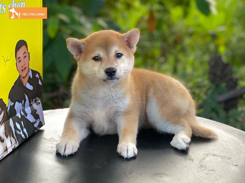 le-binh-pet-shop-mua-cho-canh-gia-re-duoi-500k-tai-tphcm-chat-luong-thucanh