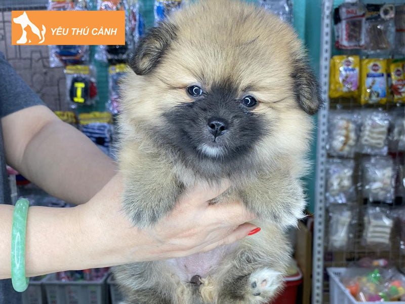 luom-dogshop-thucanh