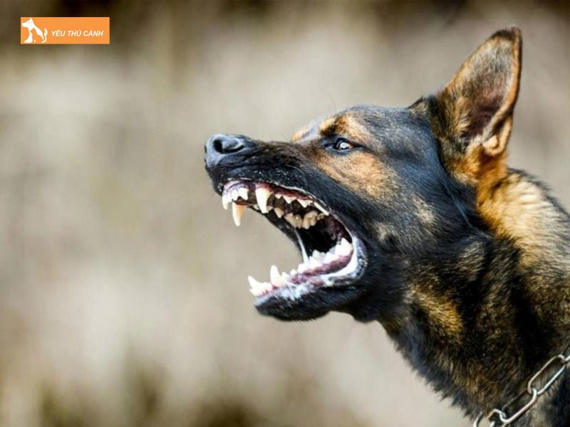 luu-y-can-biet-de-tranh-nguy-hiem-cho-cao-chay-mau-thucanh