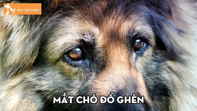 Mắt chó đổ ghèn – Nguyên nhân và cách chữa trị hiệu quả