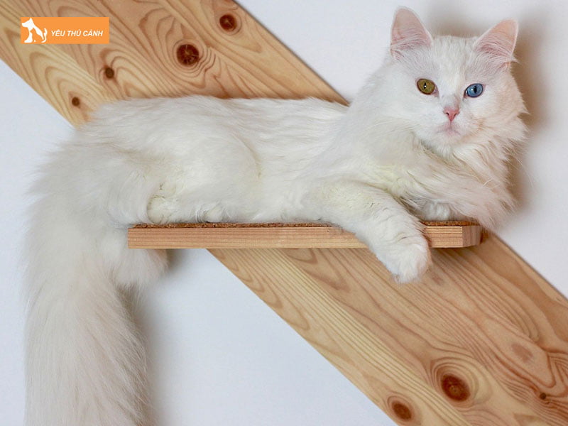 Meo-angora-tho-nhi-ky-thucanh
