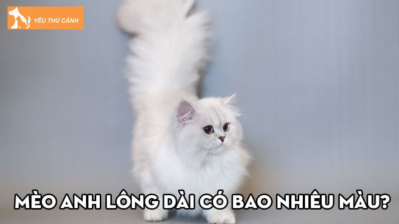 Mèo Anh lông dài có bao nhiêu màu? Giá bán theo màu như thế nào? Mèo Anh lông dài có bao nhiêu màu? Giá bán theo màu như thế nào?