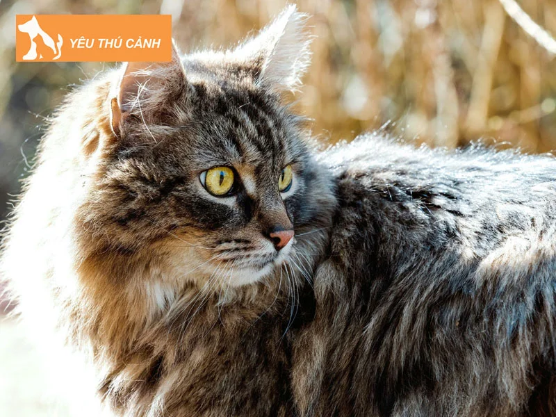 meo-anh-long-dai-ket-hop-voi-cac-hoa-tiet-1-thucanh