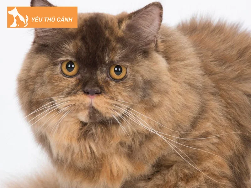 meo-anh-long-dai-ket-hop-voi-cac-hoa-tiet-thucanh