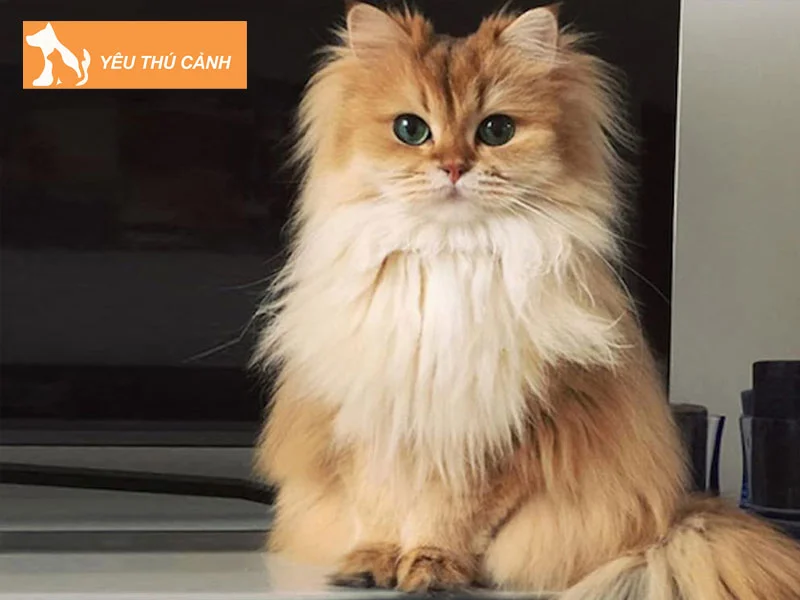 meo-anh-long-dai-mau-bicolor-tricolor-thucanh