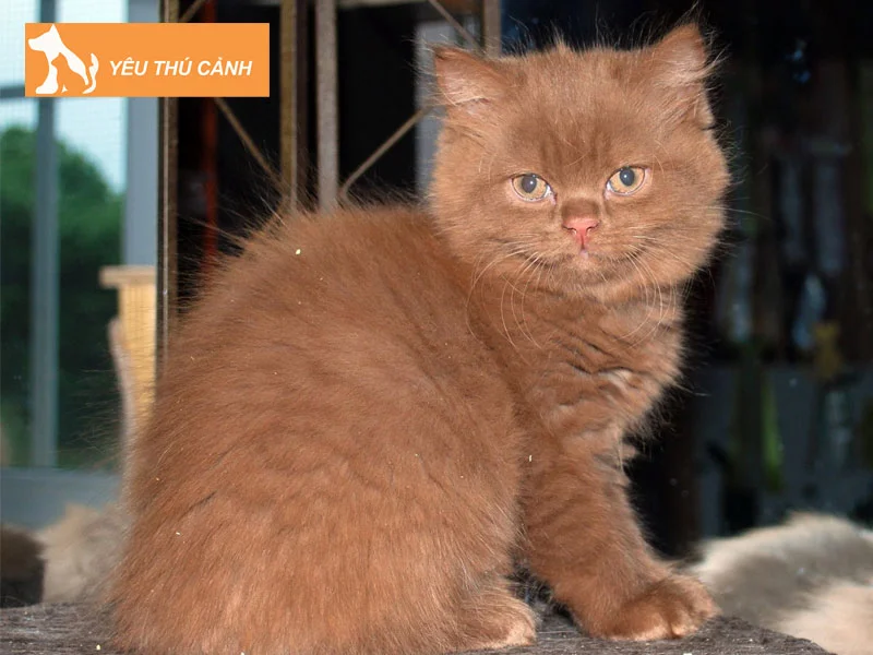 meo-anh-long-dai-mau-don-sac-1-thucanh