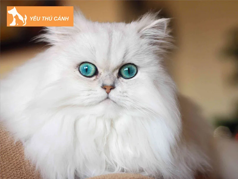 meo-anh-long-dai-mau-don-sac-thucanh