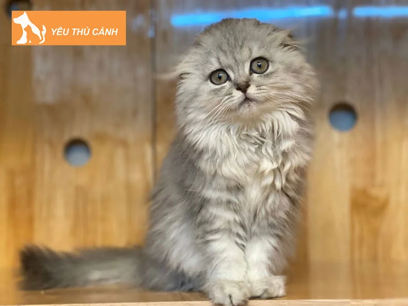 meo-anh-long-dai-mau-hiem-golden-silver-1-thucanh