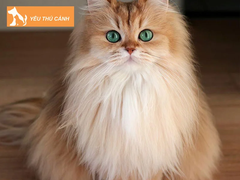 meo-anh-long-dai-mau-hiem-golden-silver-thucanh