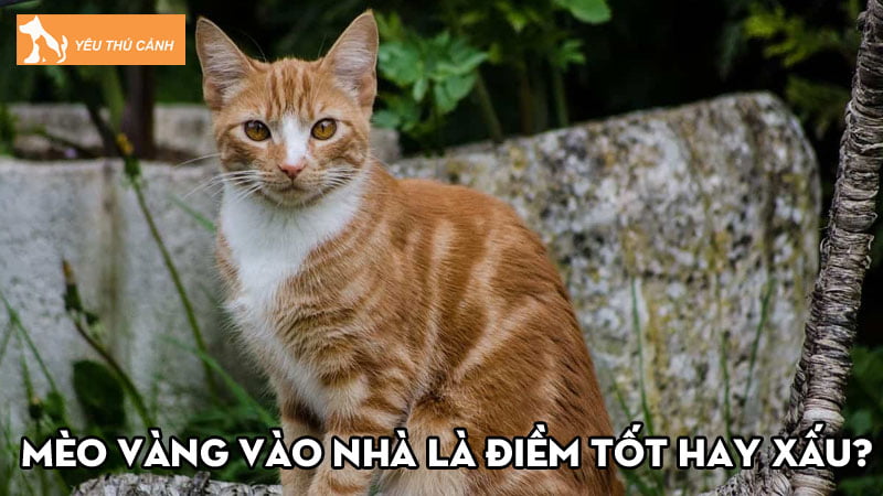 Mèo vàng vào nhà là điềm tốt hay xấu? Có ý nghĩa gì?