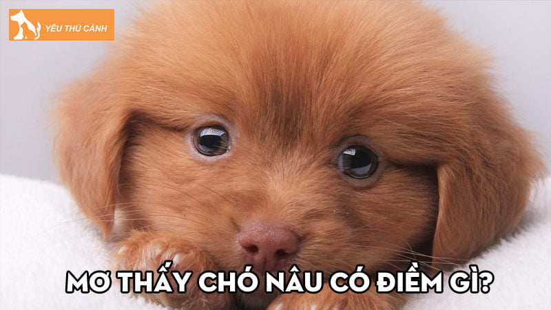 Mơ thấy chó nâu có điềm gì? Luận giải mơ thấy chó nâu đánh số mấy?