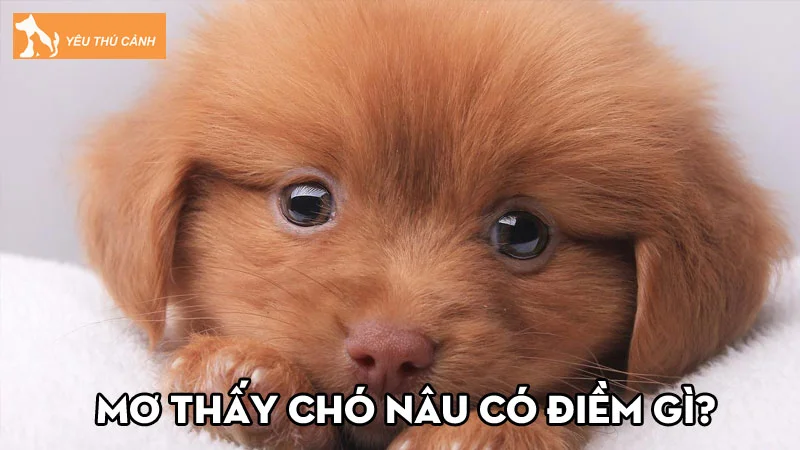 Mơ thấy chó nâu có điềm gì? Luận giải mơ thấy chó nâu đánh số mấy?