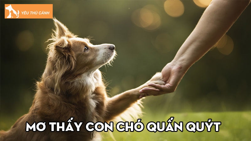 Mơ thấy con chó quấn quýt là báo hiệu cho điều gì?