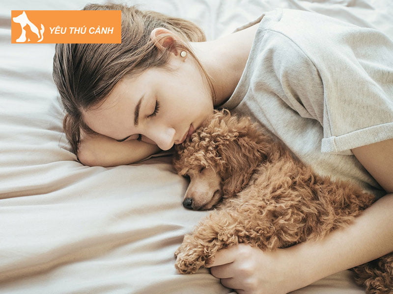 mo-thay-con-cho-quan-quyt-la-diem-bao-gi-thucanh