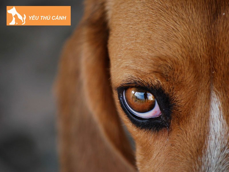 mot-so-bieu-hien-thuong-gap-khi-mat-cho-do-ghen-thucanh