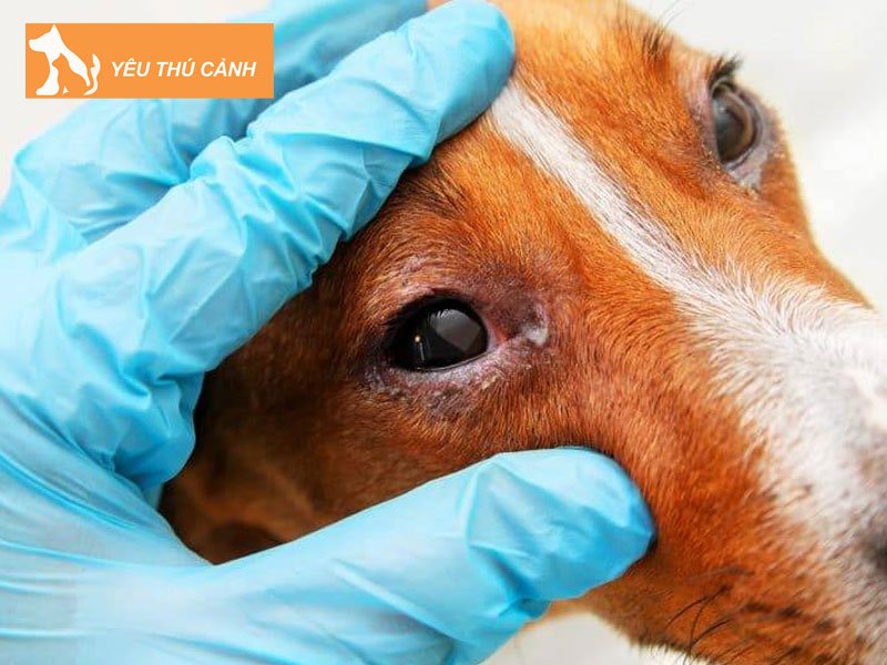 mot-so-cach-chua-tri-mat-cho-do-ghen-thucanh