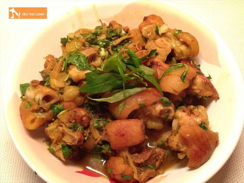 mot-so-cong-dung-cua-thit-meo-thucanh